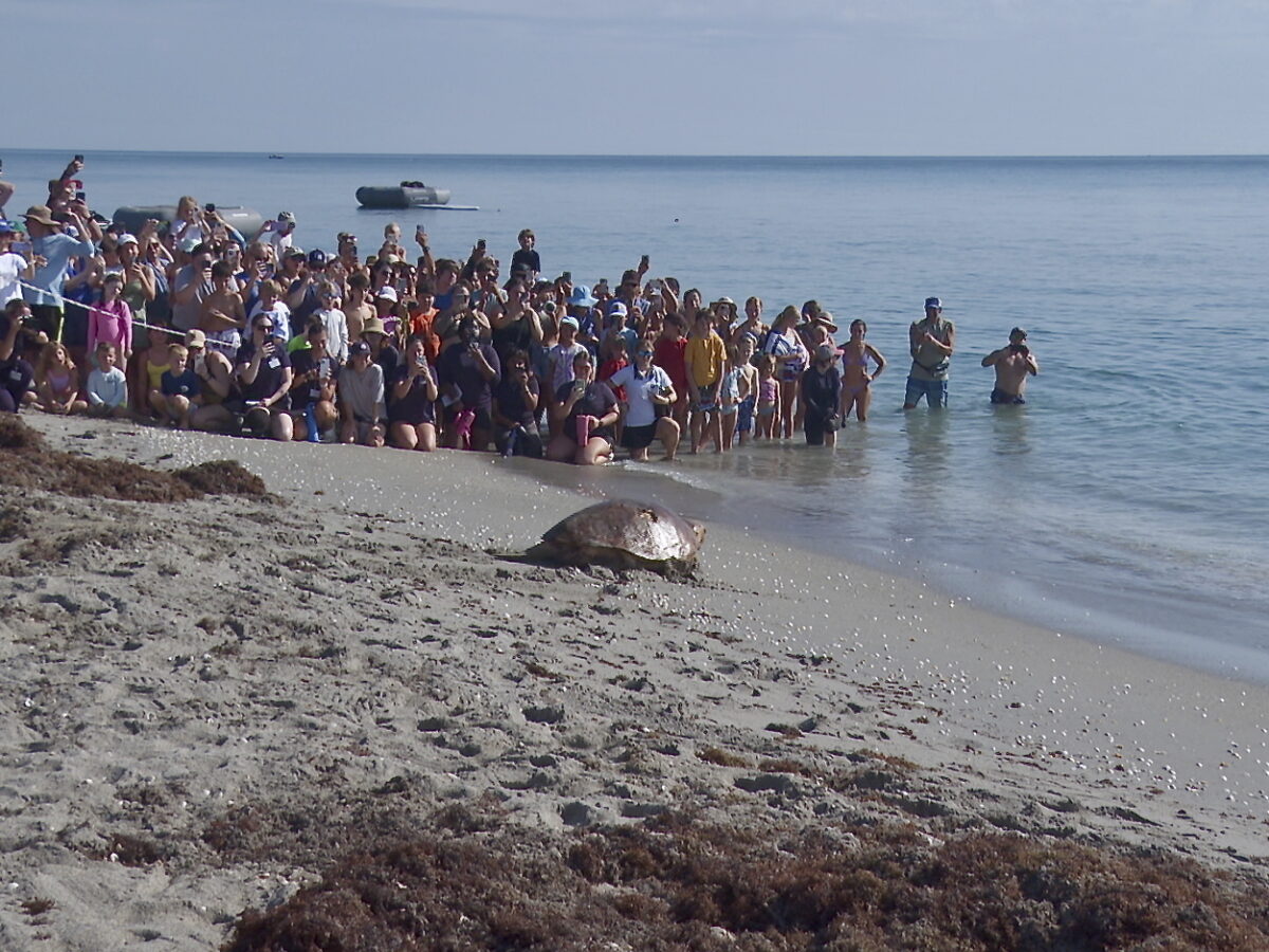 Massive sea turtle returns to the ocean off Florida after treatment for ...